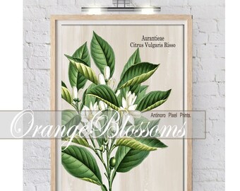 Orange Blossom Print, Custom Wall Art, Floral Black White Art Prints, (1) 16x20 Prints (UNFRAMED) #637519643