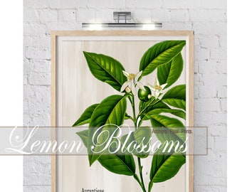 Lemon Blossom Print, Custom Wall Art, Floral Black White Art Prints, (1) 16x20 Prints (UNFRAMED) #1488718092