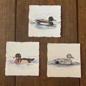 以下が含まれることがあります： 質感のある紙に描かれた3枚の正方形の水彩画。縁は手漉き風の仕上げ。それぞれの絵には、マガモ、アメリカオシ、オカヨシガモなど、異なる種類のカモが水面を泳ぐ様子が、詳細な羽の模様と自然な色合いで描かれています。