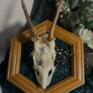 Partial Roe Deer Skull Mount With Beaded Spider