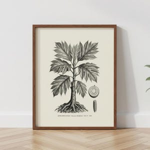 May include: A framed botanical print featuring a black and white ink illustration of an Artocarpus altilis tree with large lobed leaves, exposed roots, a cross-section of the fruit, and a single fruit segment, with text at the bottom.