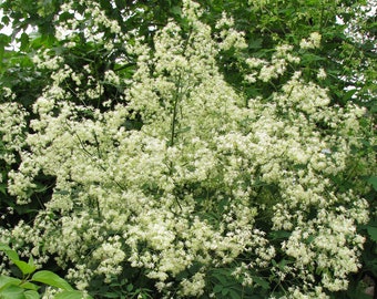 Tall Meadow Rue Seeds - Thalictrum dasycarpum - Perennial Wildflower