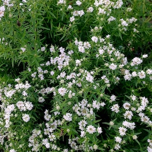 Slender or Narrow-leaved Mountain Mint Seeds Pycnanthemum tenuifolium