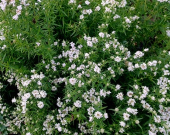 Slender or Narrow-leaved Mountain Mint Seeds Pycnanthemum tenuifolium