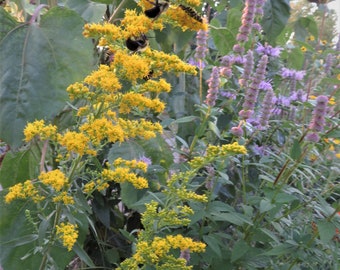 Gray Goldenrod Seeds Solidago nemoralis Native Wildflower