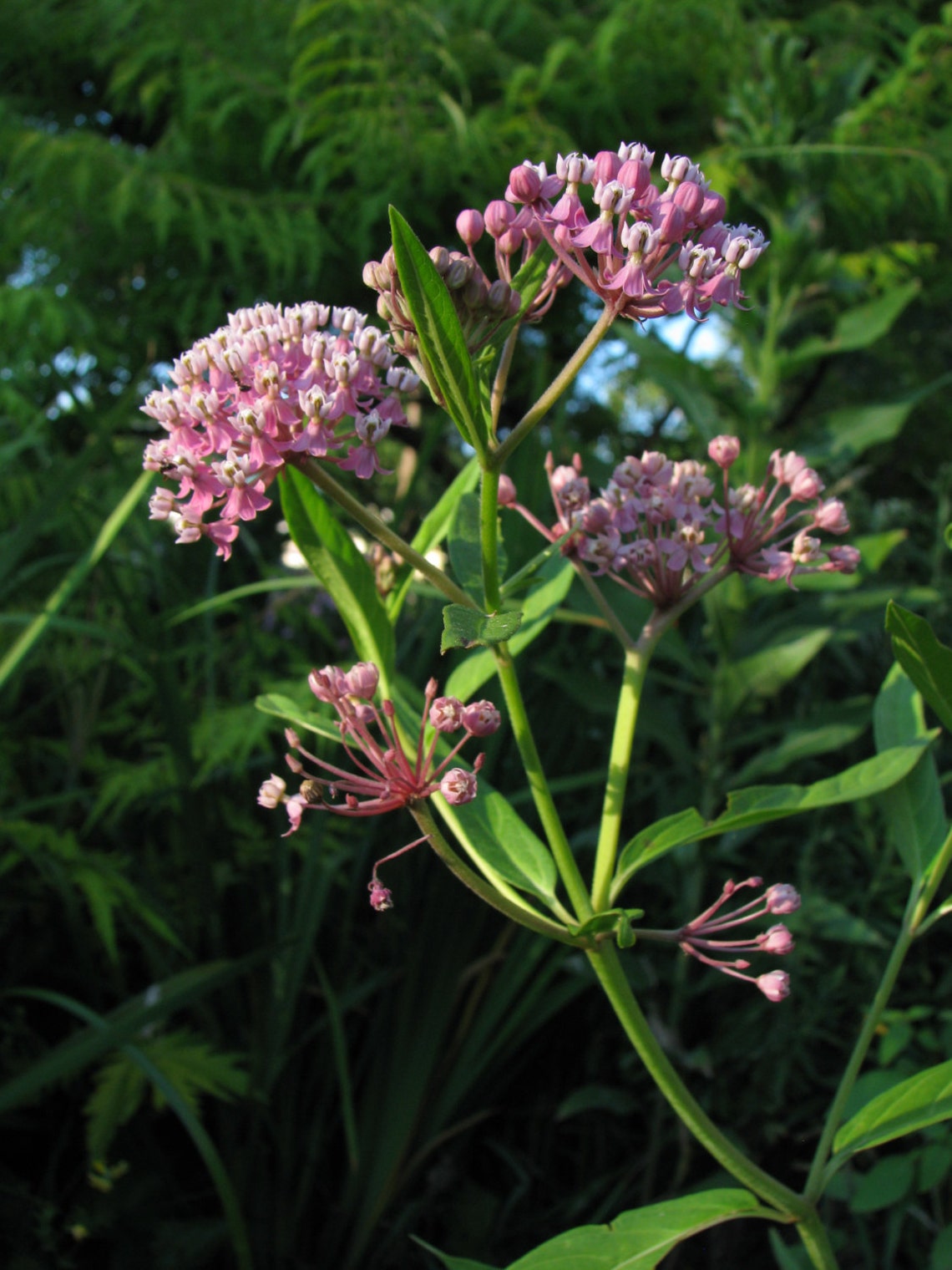 Swamp or Rose Milkweed Seeds Asclepias Incarnata Native Perennial