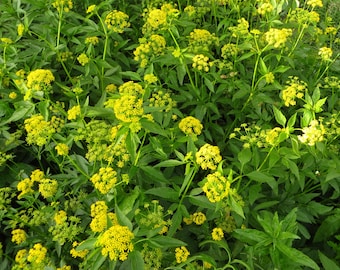 Golden Alexanders Seeds - Native Wildflower