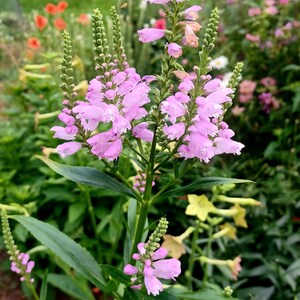 Obedient Plant Seeds Physostegia virginiana image 4