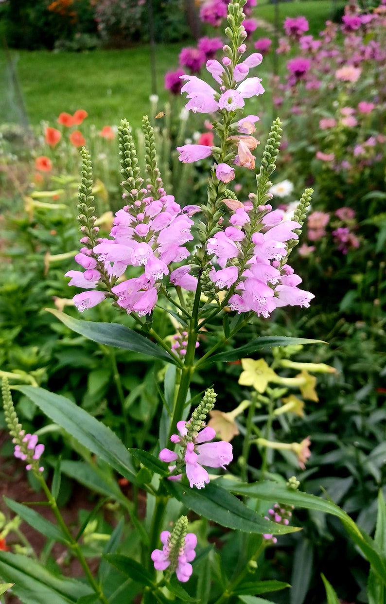 Obedient Plant Seeds Physostegia virginiana image 4