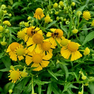 May include: A close-up of yellow flowers with bees on them. The flowers are in a field of green grass.
