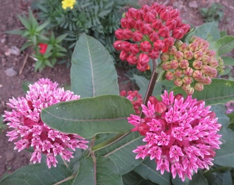 Purple Milkweed Seeds  Asclepias purpurascens