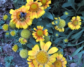 Arizona Apricot Blanket Flower Seeds - Gaillardia grandiflora