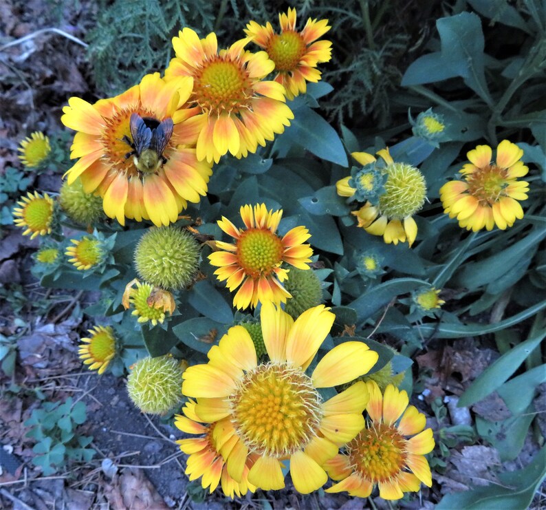 Arizona Apricot Blanket Flower Seeds Gaillardia Grandiflora Etsy