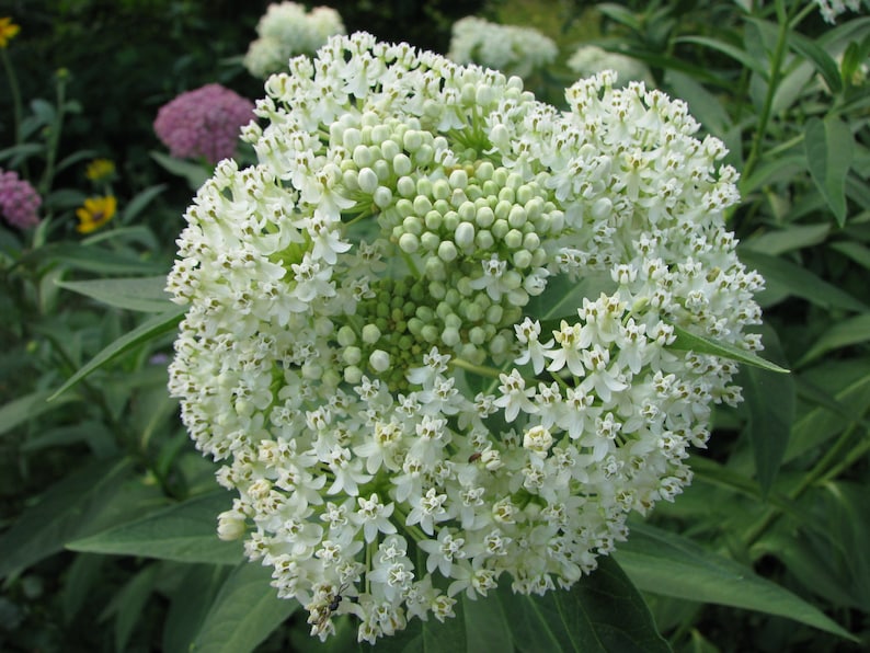 White Swamp Milkweed Seeds Asclepias incarnata image 1