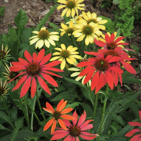 Cheyenne Spirit Seeds Echinacea purpurea