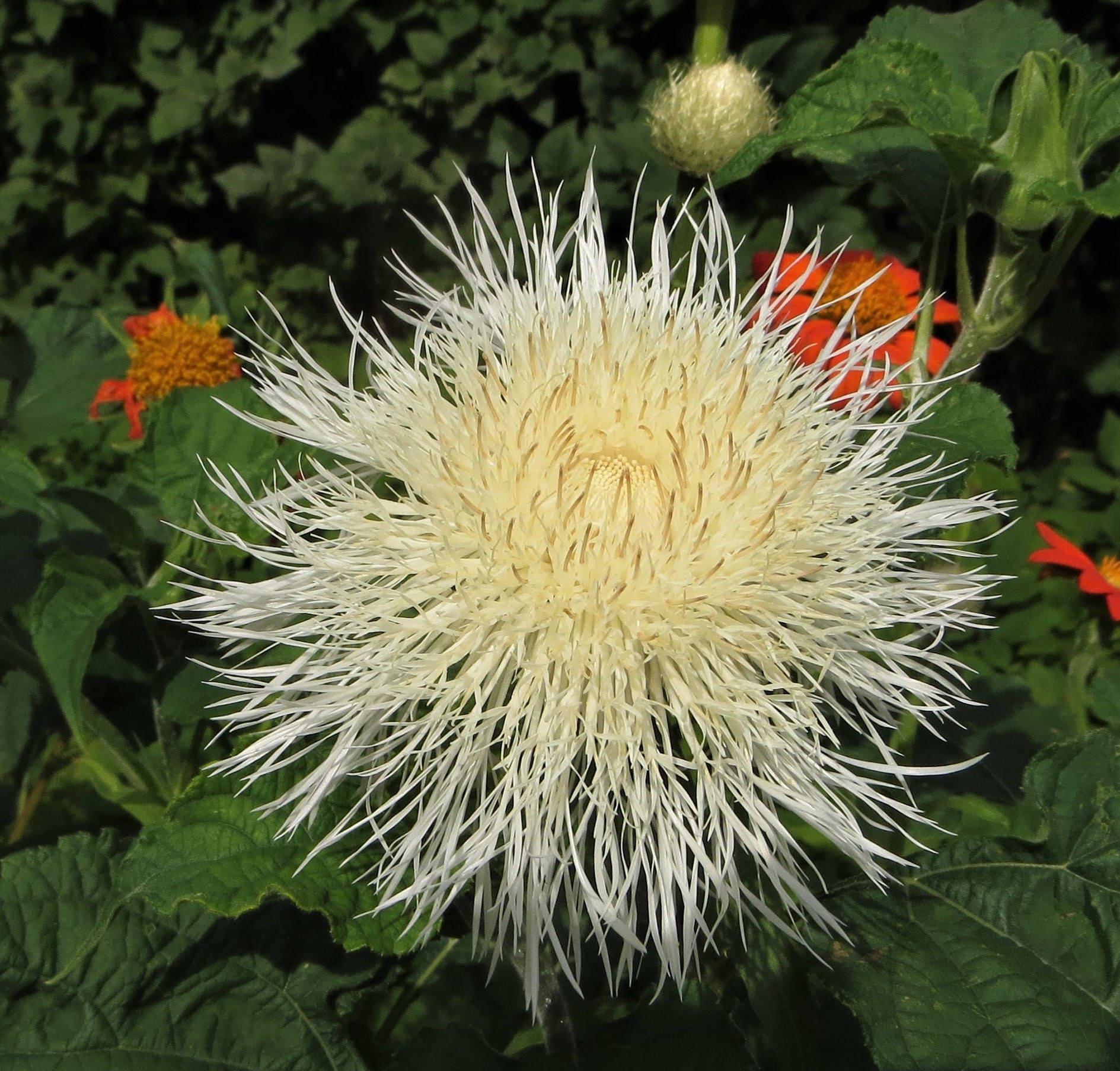 White American Basket Flower Seeds Centaurea americana Etsy