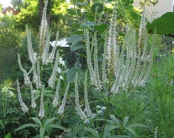 Culver's Root Seeds - Veronicastrum virginicum - Perennial Wildflower