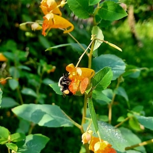 Spotted Touch-me-not Seeds Impatiens capensis Annual Wildflower