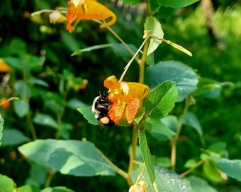 Puede incluir: Un abejorro poliniza un grupo de flores naranja y amarillas con hojas verdes. Las flores cuelgan de un tallo y tienen una forma única.