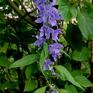 Tall Bellflower Seeds Campanula americana image 3