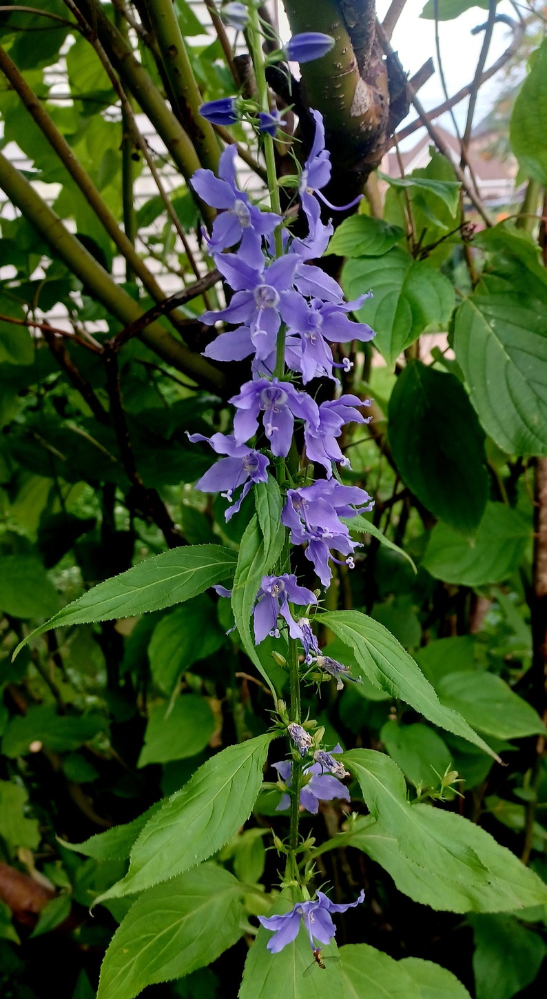 Tall Bellflower Seeds Campanula americana image 3