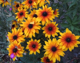 Mixed Varieties Rudbeckia Seeds Rudbeckia hirta