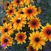 see more listings in the Perennial Seeds section