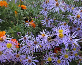 Aromatic Aster Seeds Symphyotrichum oblongifolium