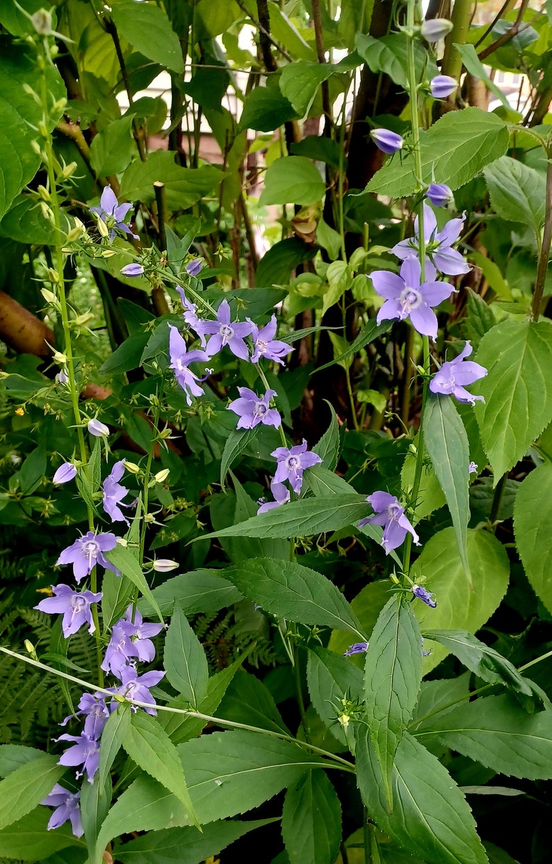 Tall Bellflower Seeds Campanula americana image 2