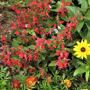 Salvia Seeds Salvia coccinea ‘Summer Jewel Red’