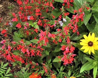 Salvia Seeds Salvia coccinea ‘Summer Jewel Red’