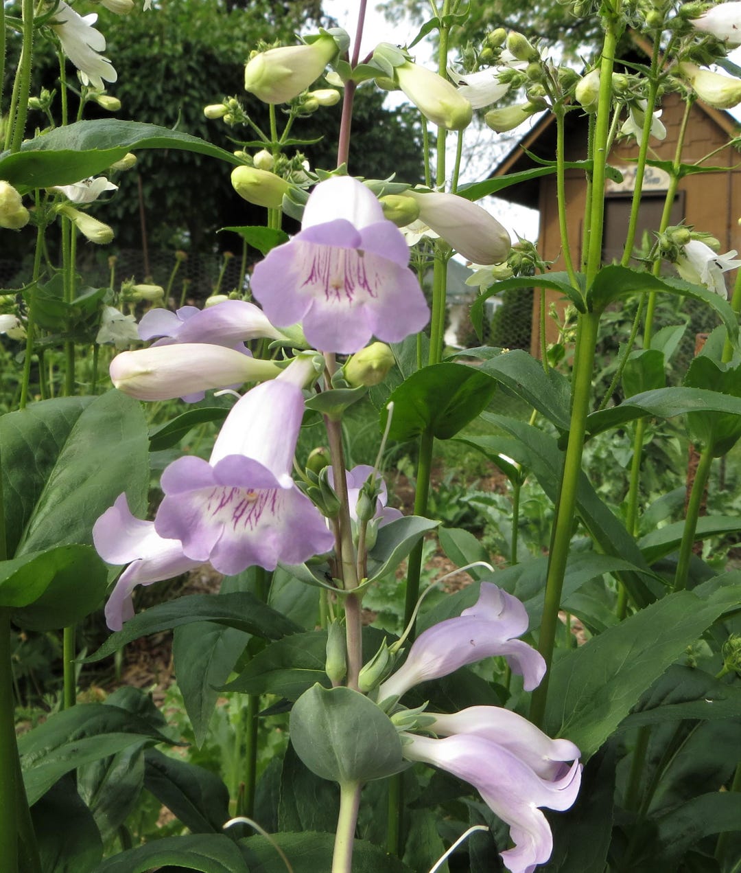 Calico Beardtongue Seeds (Penstemon Grandiflorus) - Perennial, Attracts Birds & Butterflies