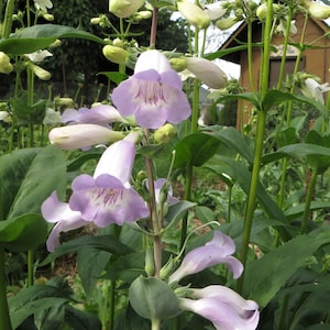 Large Flowered Beardtongue Seeds Penstemon grandifloras