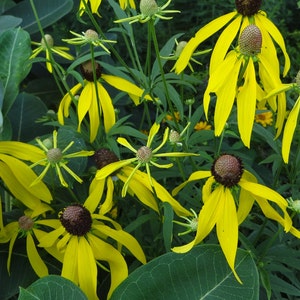 Yellow Coneflower Seeds Ratibida pinnata - Native Wildflower