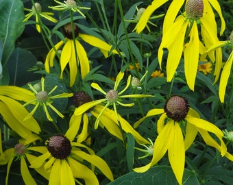 Yellow Coneflower Seeds Ratibida pinnata - Native Wildflower