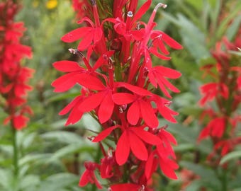 Cardinal Flower Seeds Lobelia cardinalis