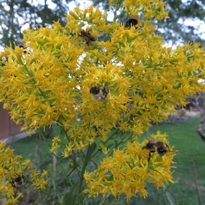 Showy Goldenrod Seeds - Solidago speciosa