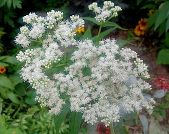 Boneset Seeds Eupatorium perfoliatum