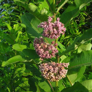 Common Milkweed Seeds Asclepias syriaca Perennial Wildflower image 2