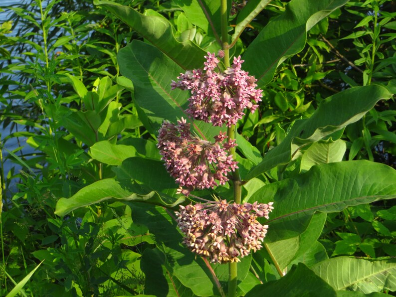 Common Milkweed Seeds Asclepias syriaca Perennial Wildflower image 2