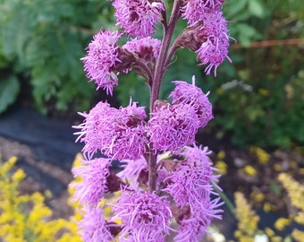 Rough or Button Blazing Star Seeds Liatris aspera