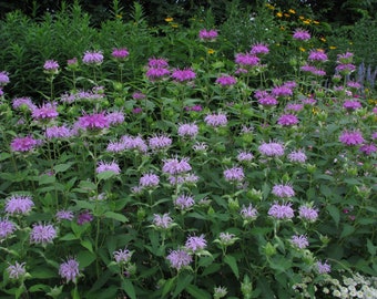 Wild Bergamot Seeds Monarda fistulosa - Native Wildflower