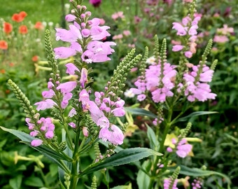 Obedient Plant Seeds Physostegia virginiana