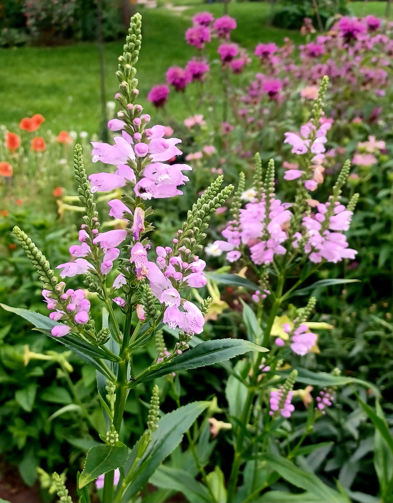 Obedient Plant Seeds Physostegia virginiana image 1