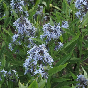 Common Bluestar Seeds Amsonia tabernaemontana
