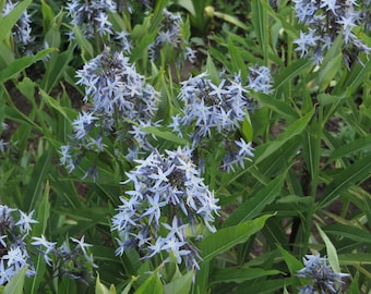 Common Bluestar Seeds Amsonia tabernaemontana