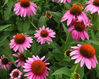 Purple Coneflower/Echinacea Seeds