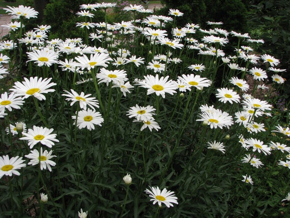 Shasta Daisy Seeds Chrysanthemum Maximum Perennial - Etsy