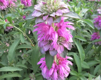 Bee Balm Seeds, Lemon Bergamot Seeds, Monarda citriodora