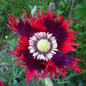 Drama Queen Poppy Seeds Papaver somniferum